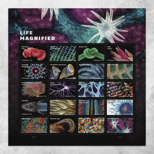 Forever Stamps 2023 Life Magnified – Freshwater Protozoans, First-Class Postage